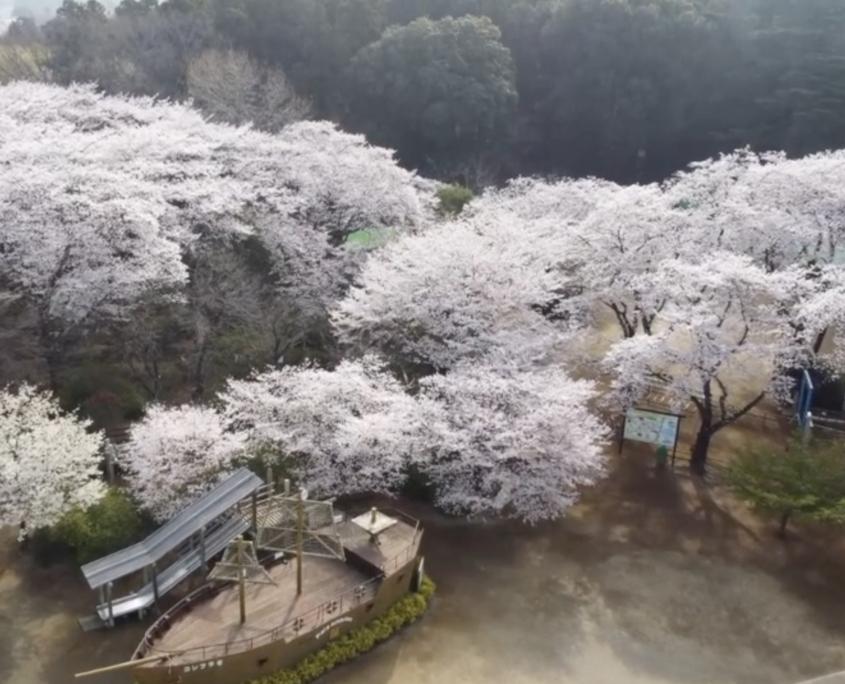 清水公園の桜