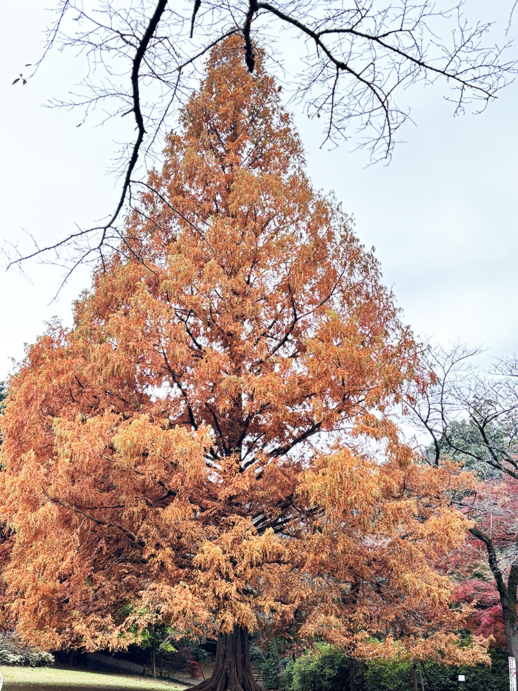 紅葉状況（2025年） - 清水公園 公式ホームページ | 千葉・野田市