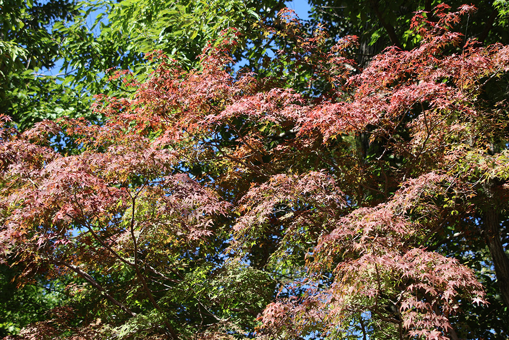 紅葉状況（2025年） - 清水公園 公式ホームページ | 千葉・野田市