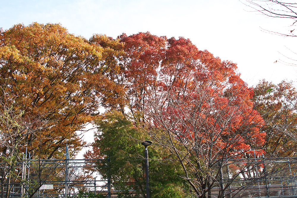 水道秋聖 「千野の池」 水道秋聖 「千野の池」 水道秋聖 「千野