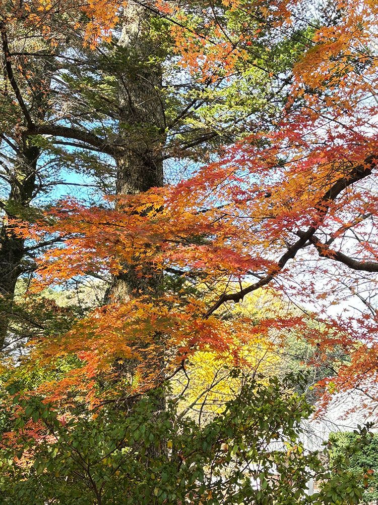 紅葉状況（2025年） - 清水公園 公式ホームページ | 千葉・野田市