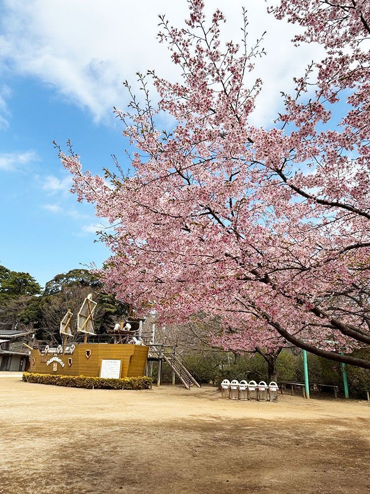 さくらまつりのお知らせと開花状況 - 清水公園 公式ホームページ