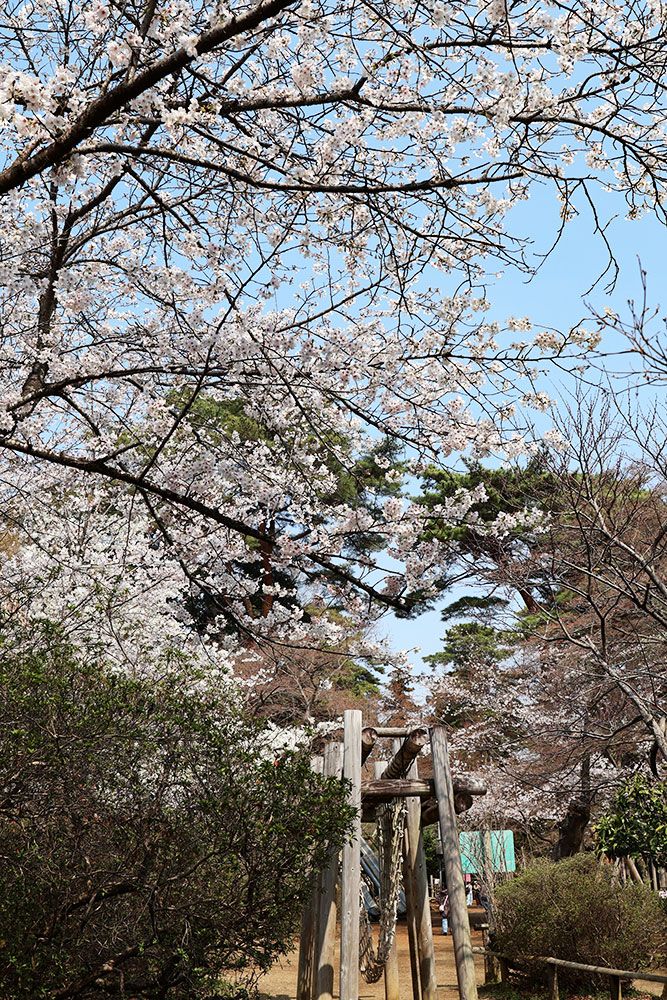 さくらまつりのお知らせと開花状況 - 清水公園 公式ホームページ