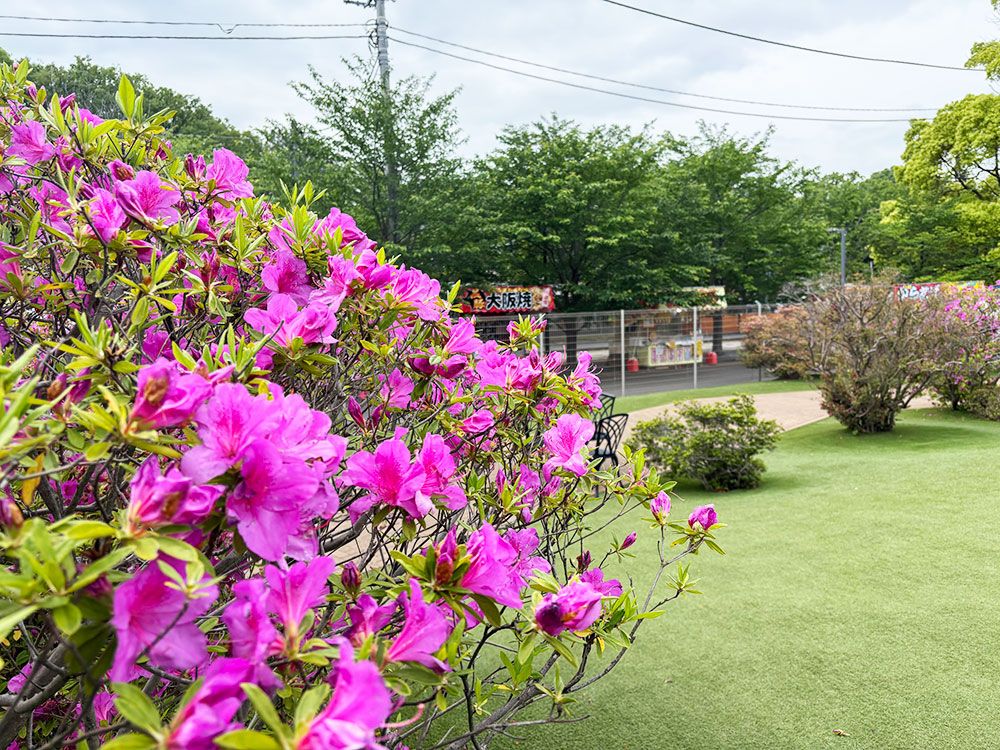 つつじまつりのお知らせと開花状況 - 清水公園 公式ホームページ