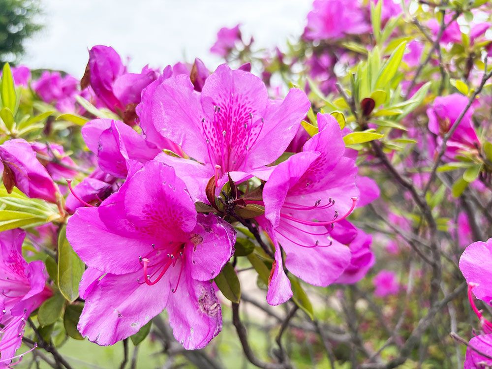 つつじまつりのお知らせと開花状況 - 清水公園 公式ホームページ